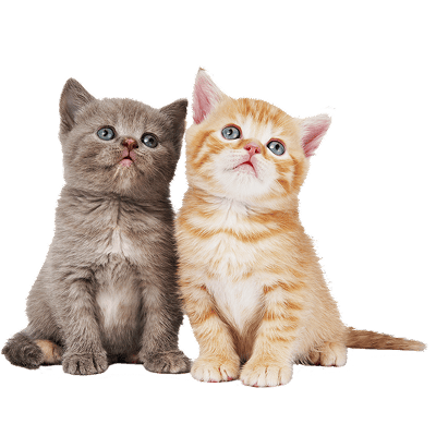 Коты и кошки