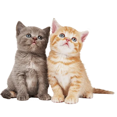 Коты и кошки
