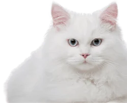 Домашние животные